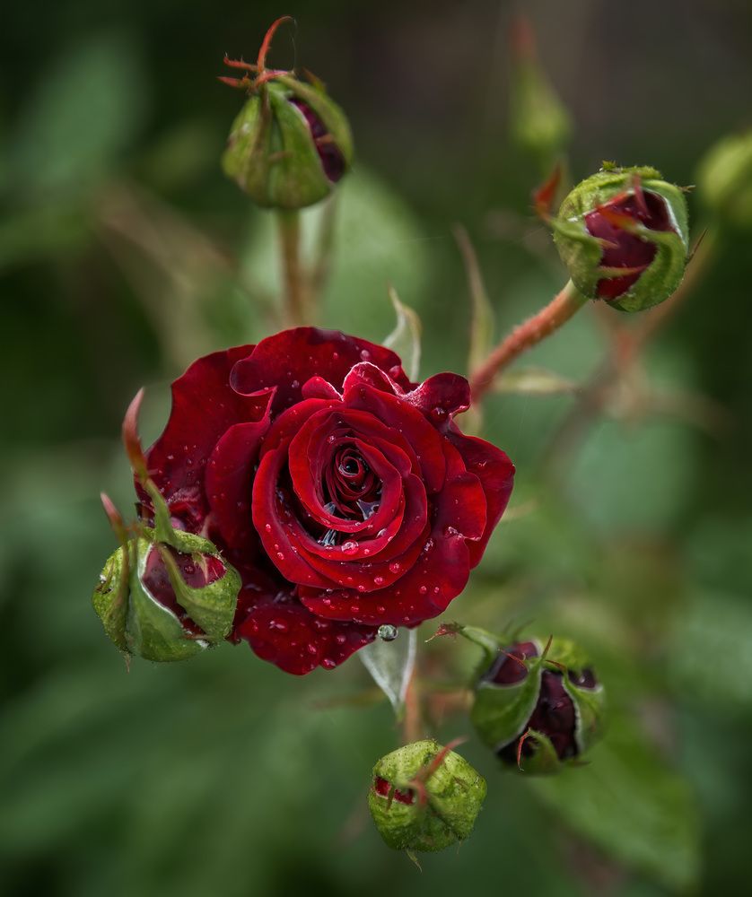 Photograph by Галина Юдина