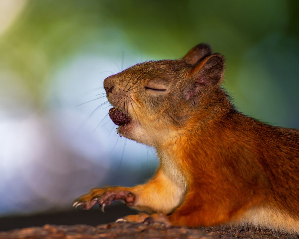 Фотография автора Mika Mgla