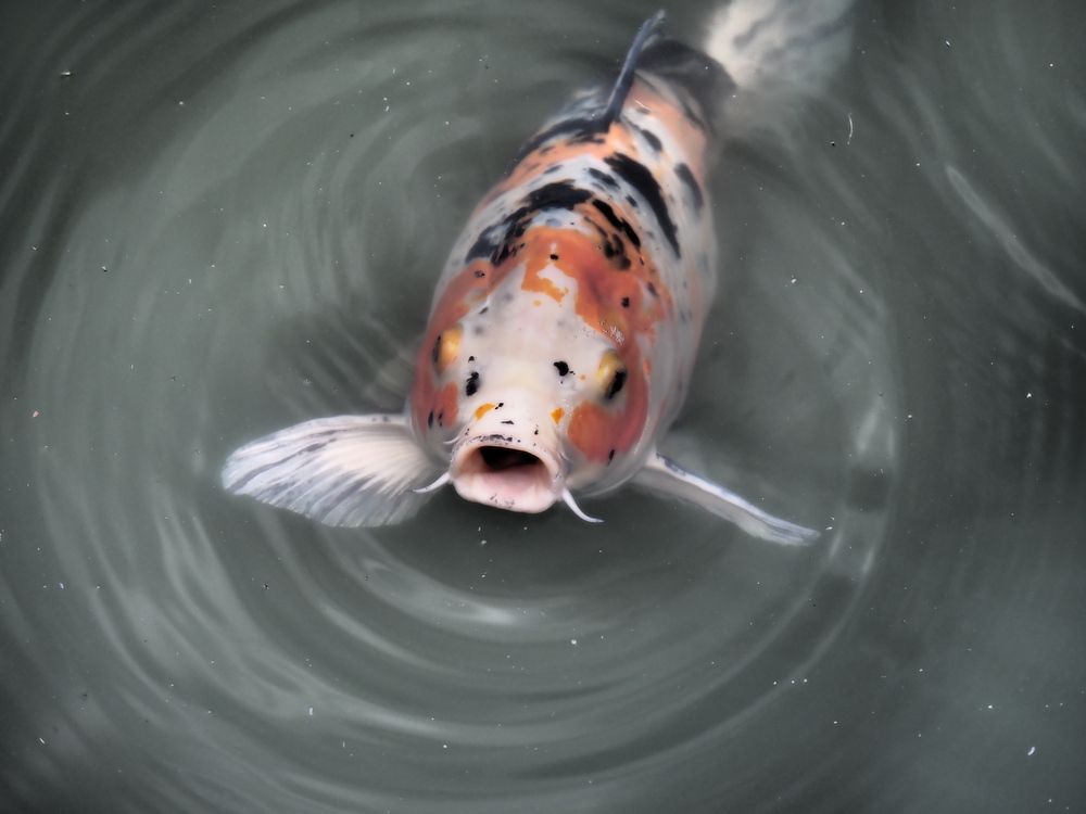 Photograph by Сергей Борисов