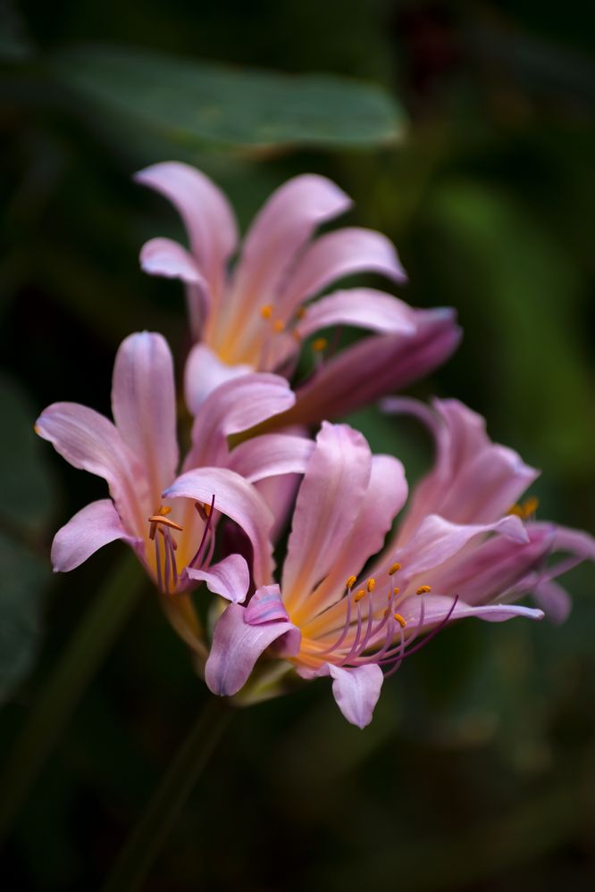 Ликорис чешуйчатый