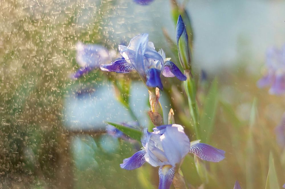 Photograph by Светлана Филипеня