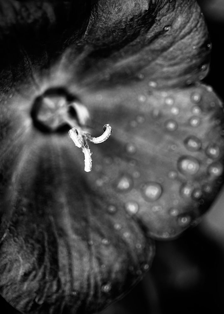 Photograph by Oxana Petlina
