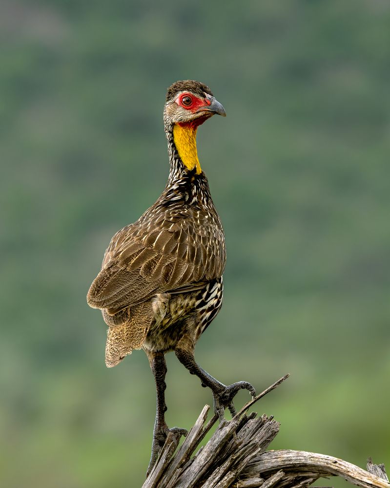 Photograph by Ruzhdi Ibrahimi