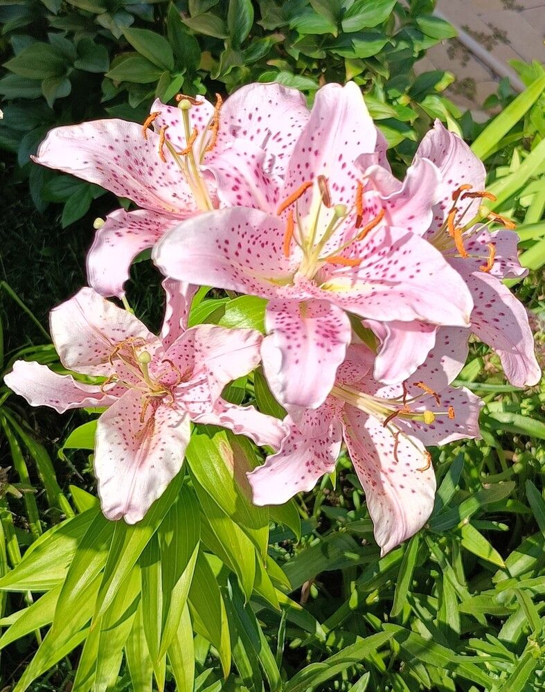 Фотография автора Елена Александрова