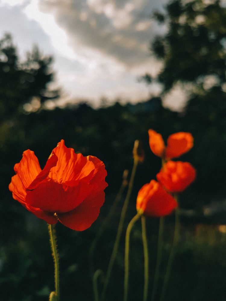 Photograph by Анастасия Гаврилова