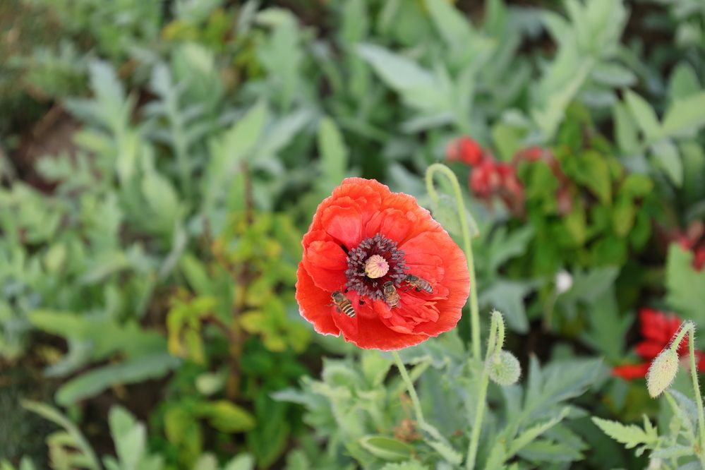 Photograph by G GOVIL