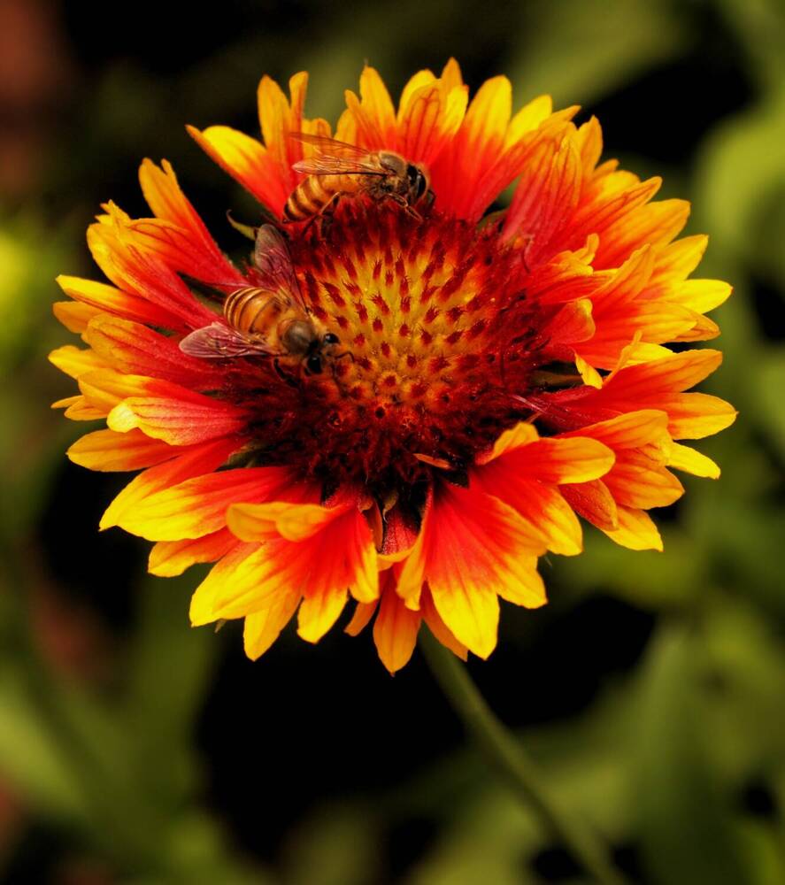 Photograph by G GOVIL