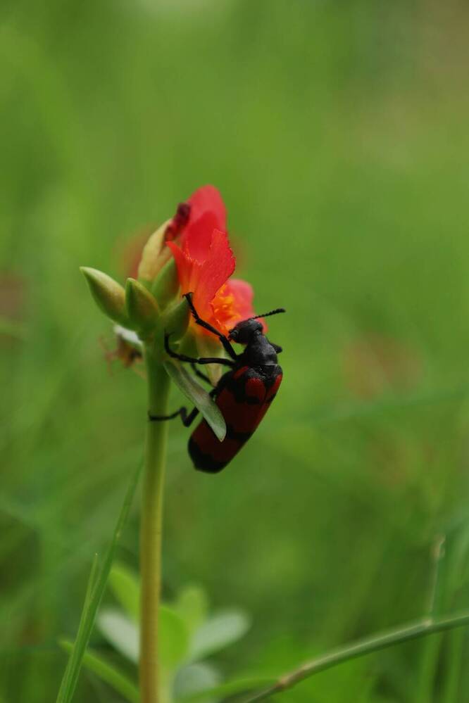 Photograph by G GOVIL