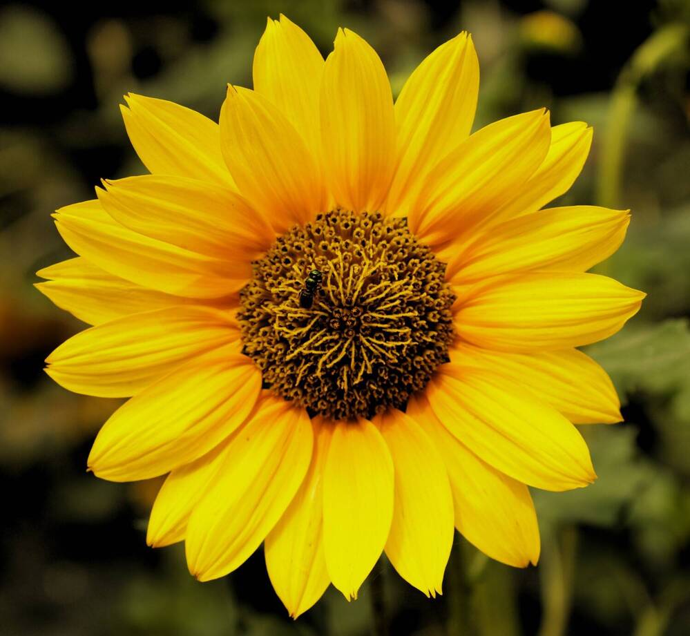 Photograph by G GOVIL