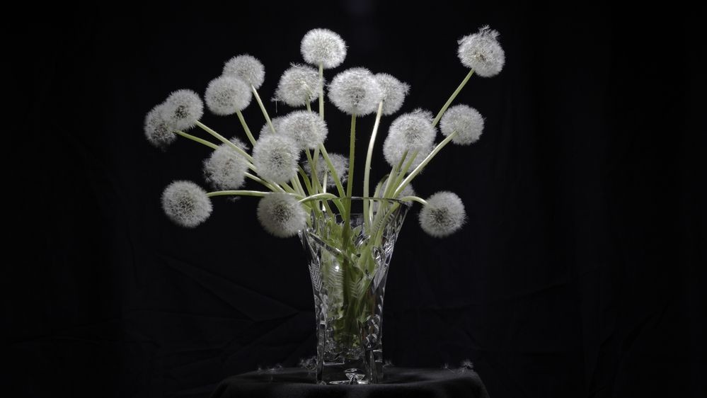 Одуванчики пенсионеры