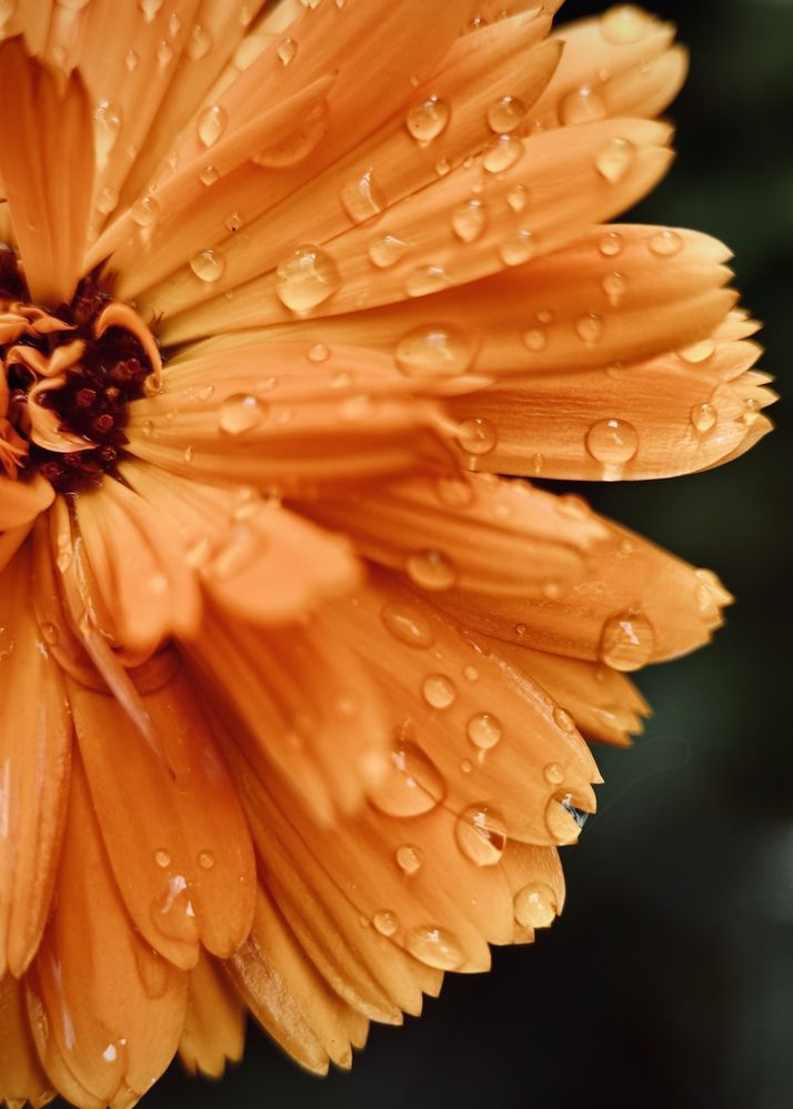 Photograph by Oxana Petlina