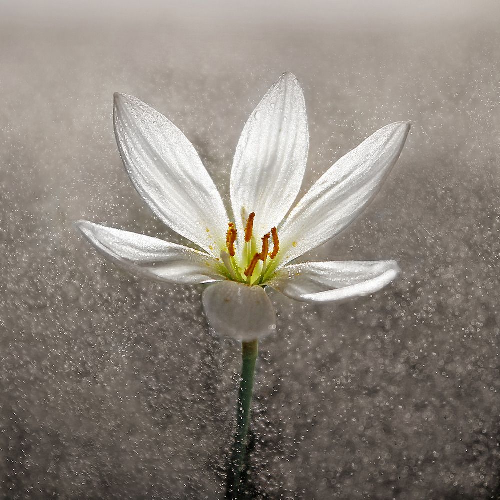 Photograph by Елена Кондратьева