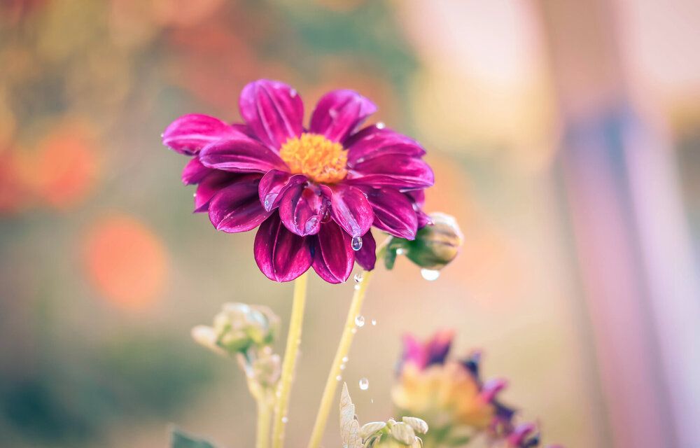 Photograph by Нели Арнаудова