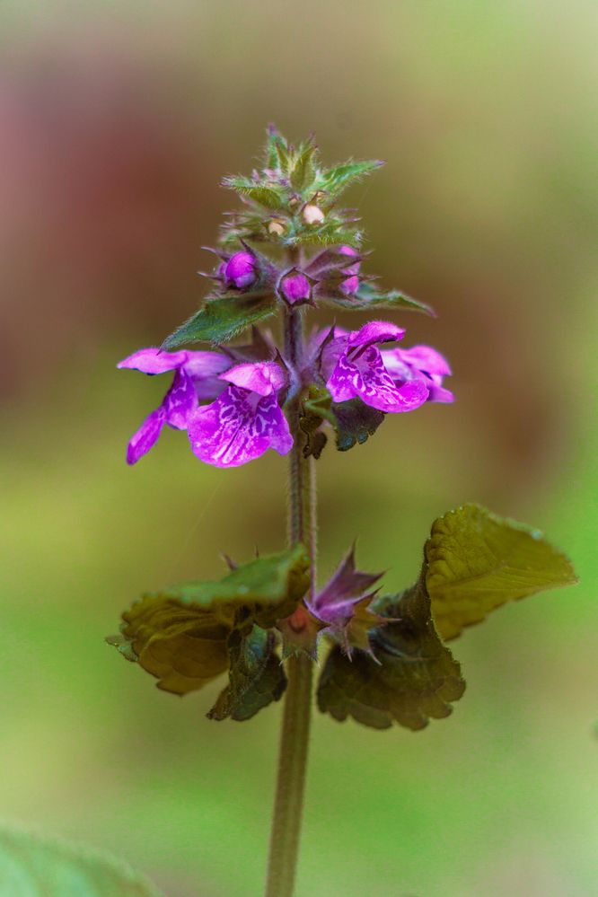 Photograph by Елена