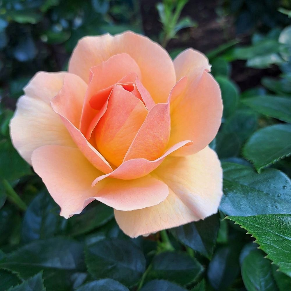 Photograph by Антонина Шабышева