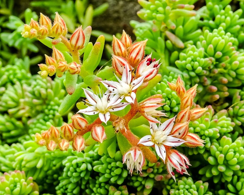 Stone flower( portulaca )