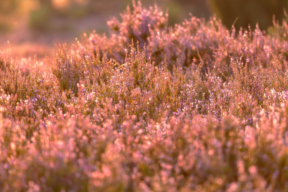 Photograph by Евгения Чех