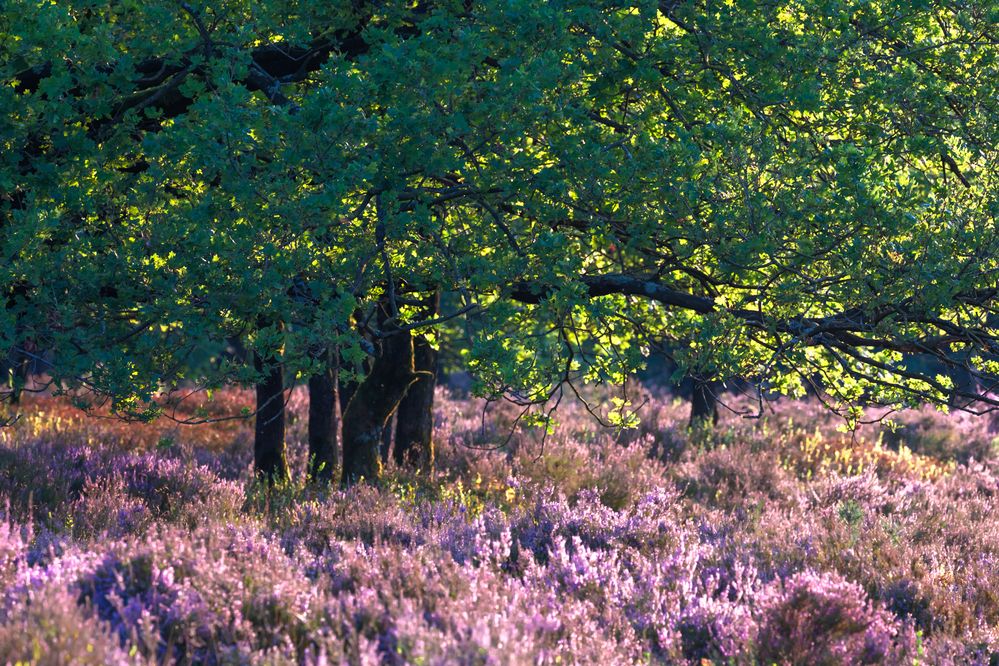 Photograph by Евгения Чех