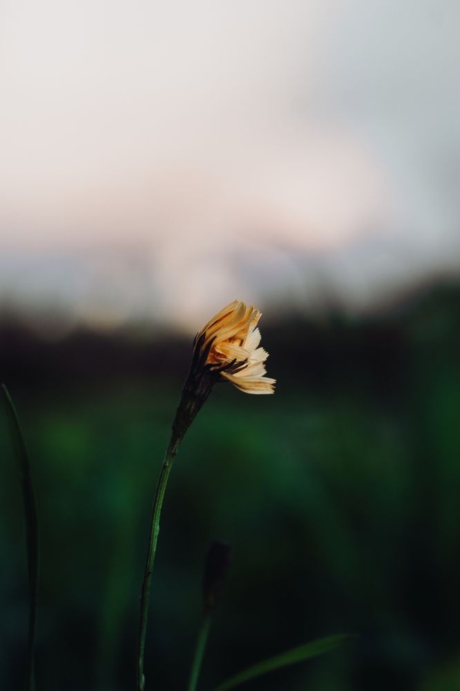 Фотография автора Николай Николин