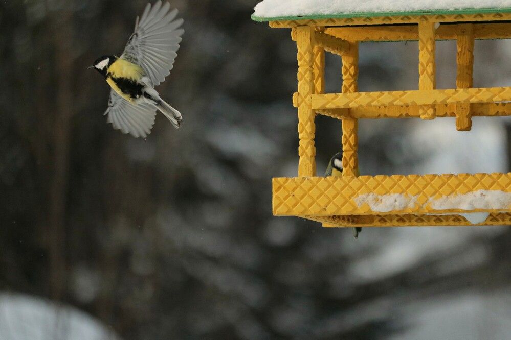 Photograph by Галина Мазур
