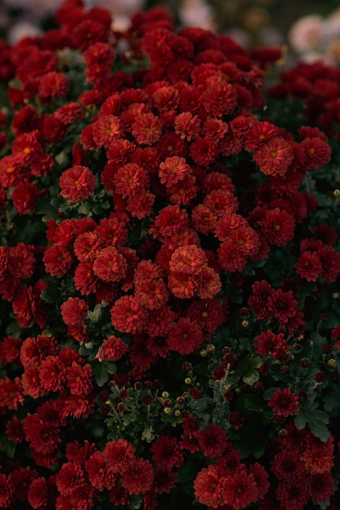 Photograph by Мороз Олег