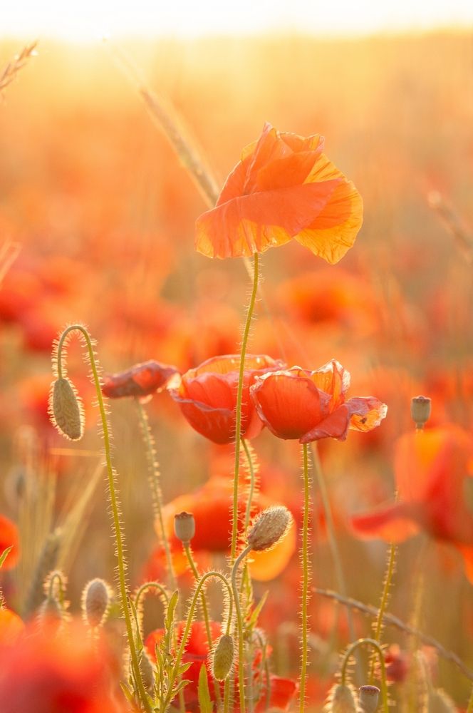 Photograph by Roman Dmitriev