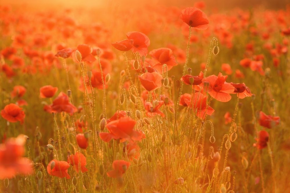 Photograph by Roman Dmitriev