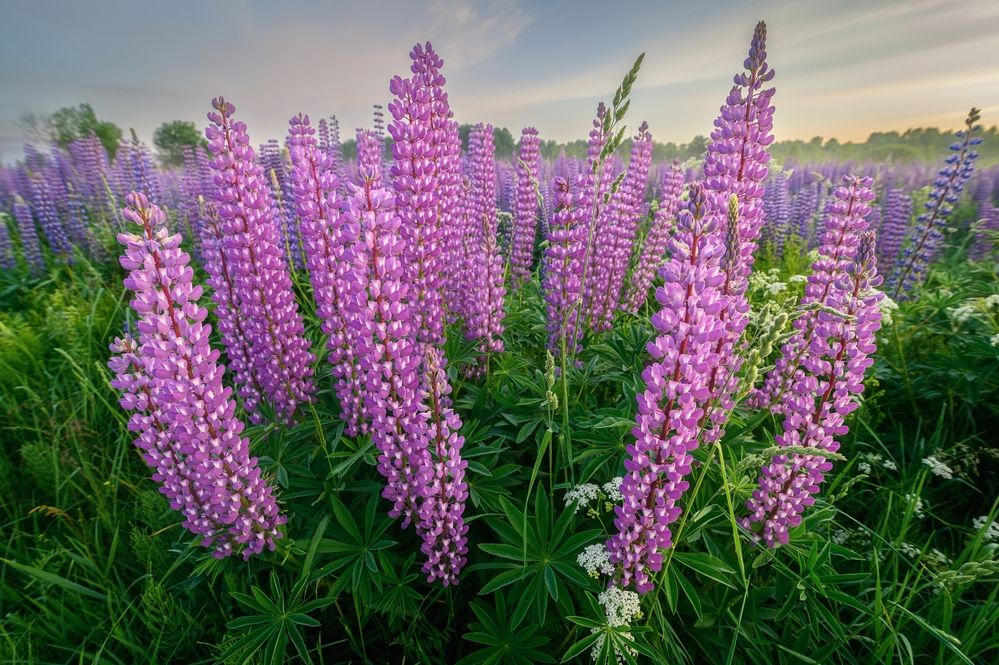 Photograph by Roman Dmitriev