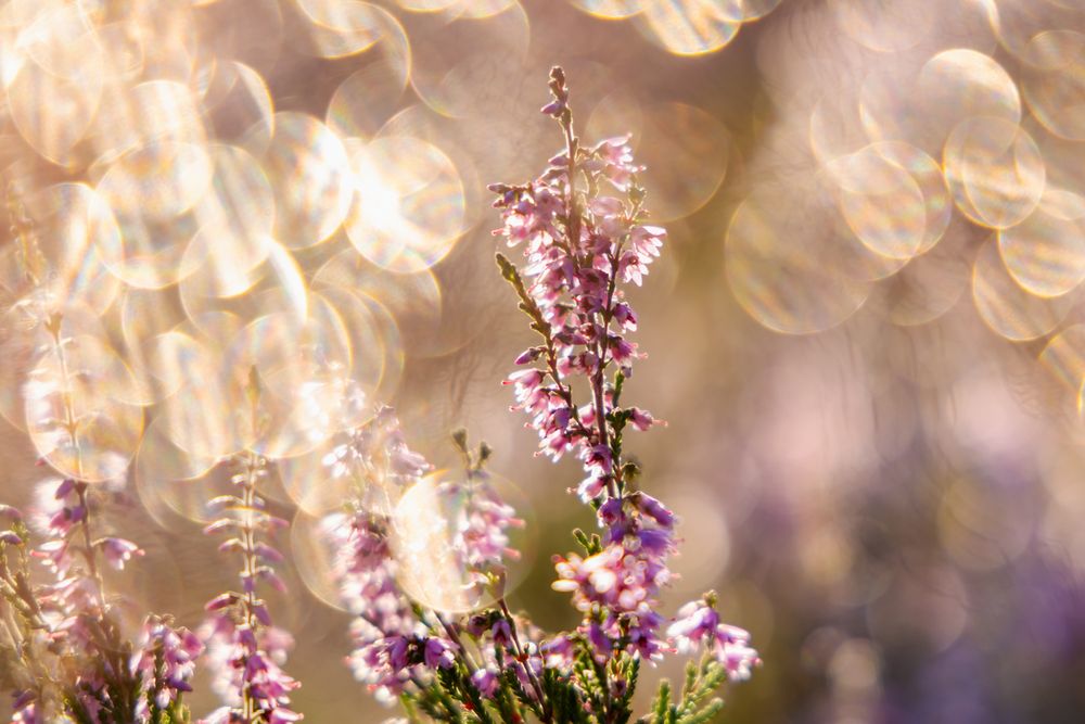 Photograph by Евгения Чех