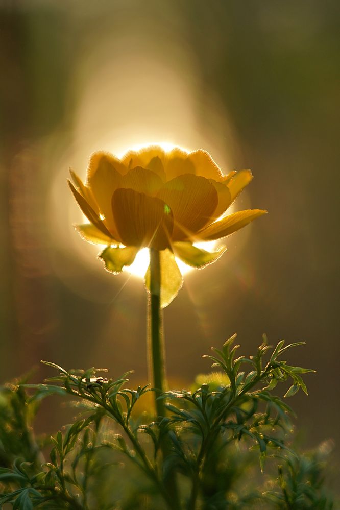 Photograph by Ольга Шангареева