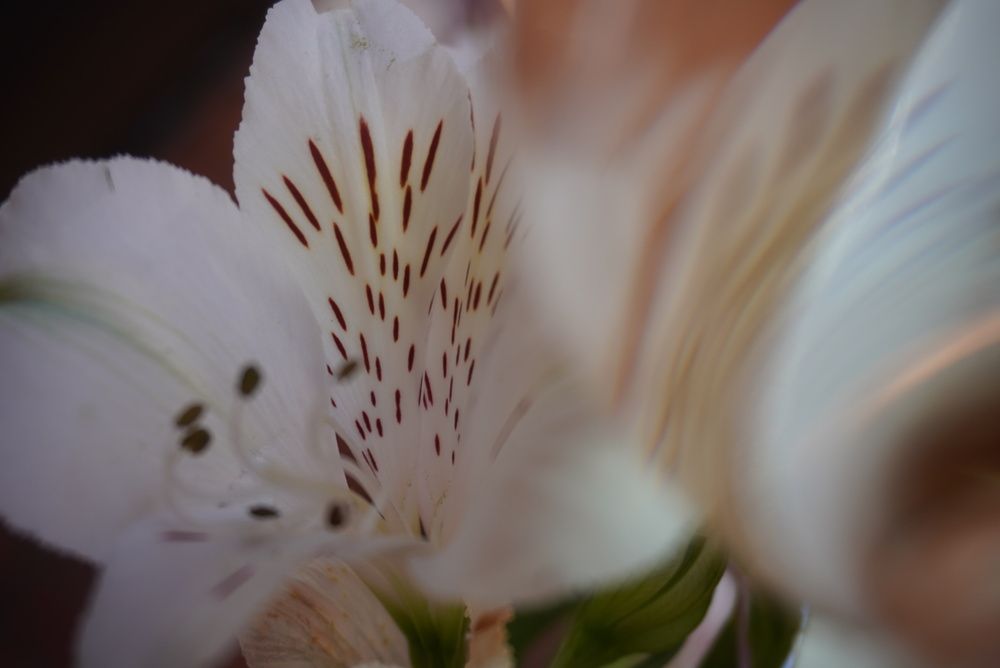 Photograph by Анна Лернер