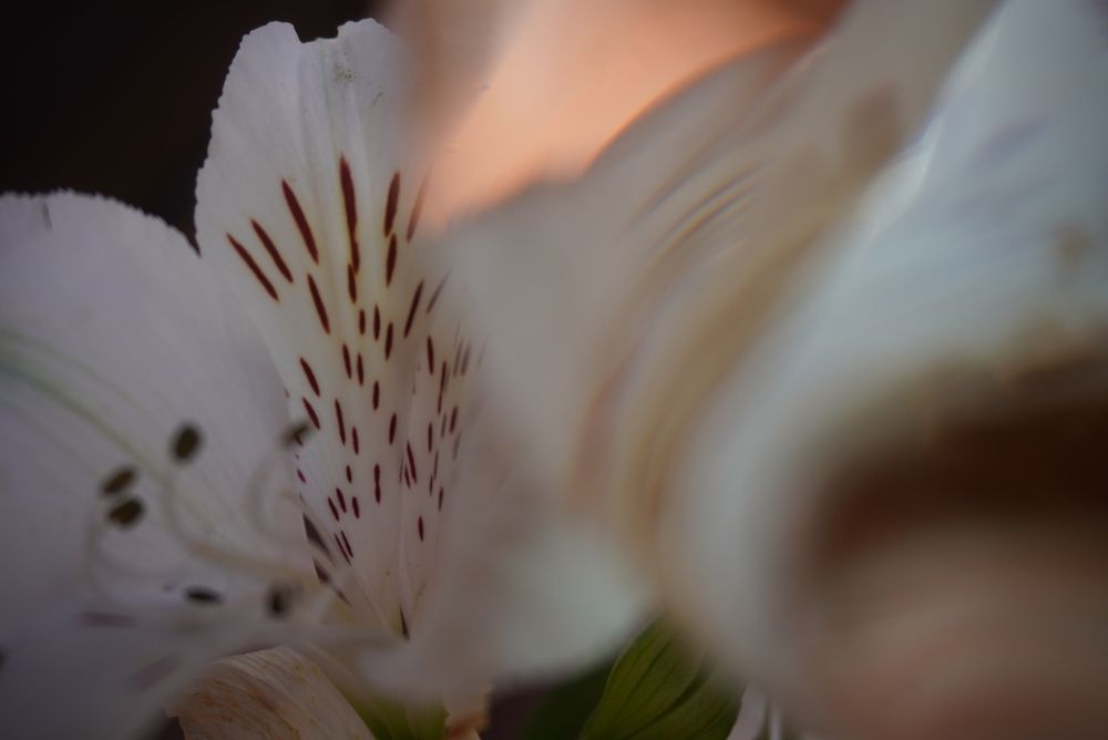 Photograph by Анна Лернер