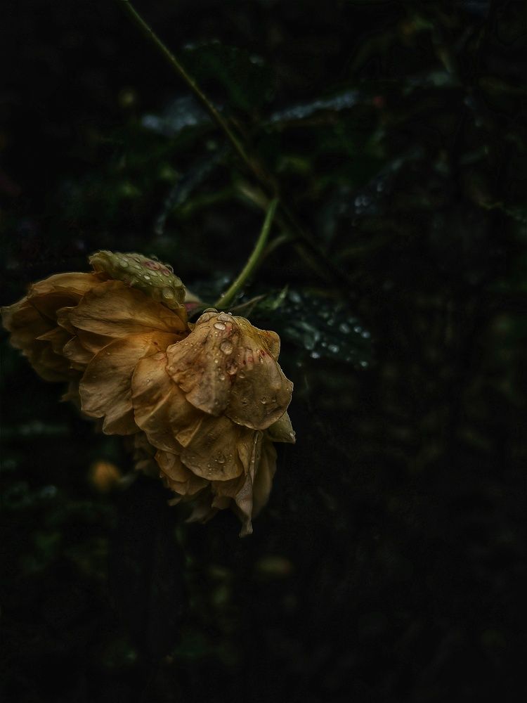Photograph by Ljudmila Stupak