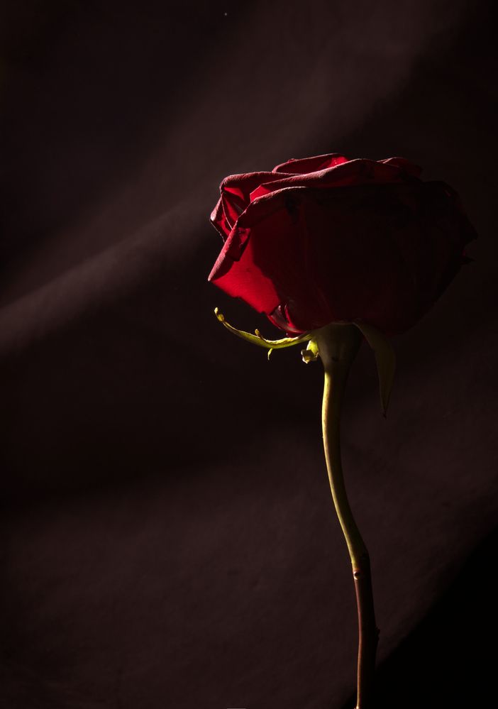 Фотография автора Tатьяна Дин