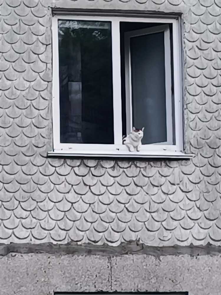 Фотография автора Елена Колышева