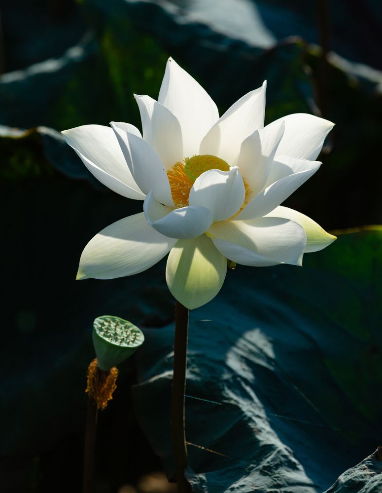 White Lotus in the lagoon in the morning sunshine