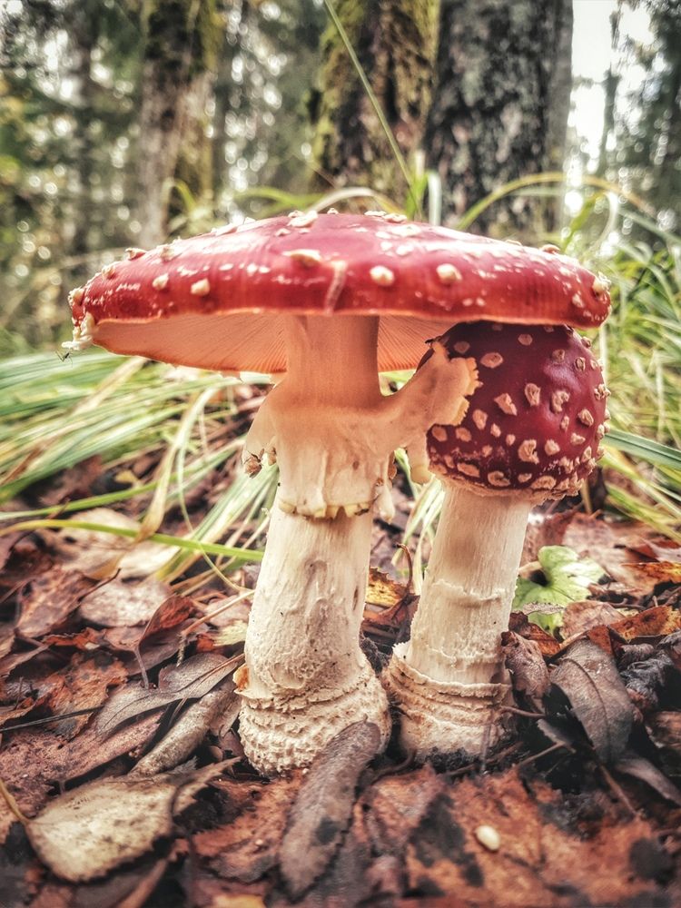 Photograph by Инна Мухина