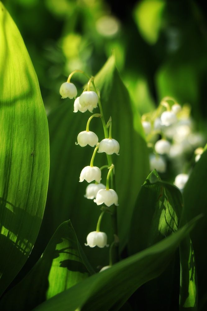 Фотография автора Анатолий Нифантов