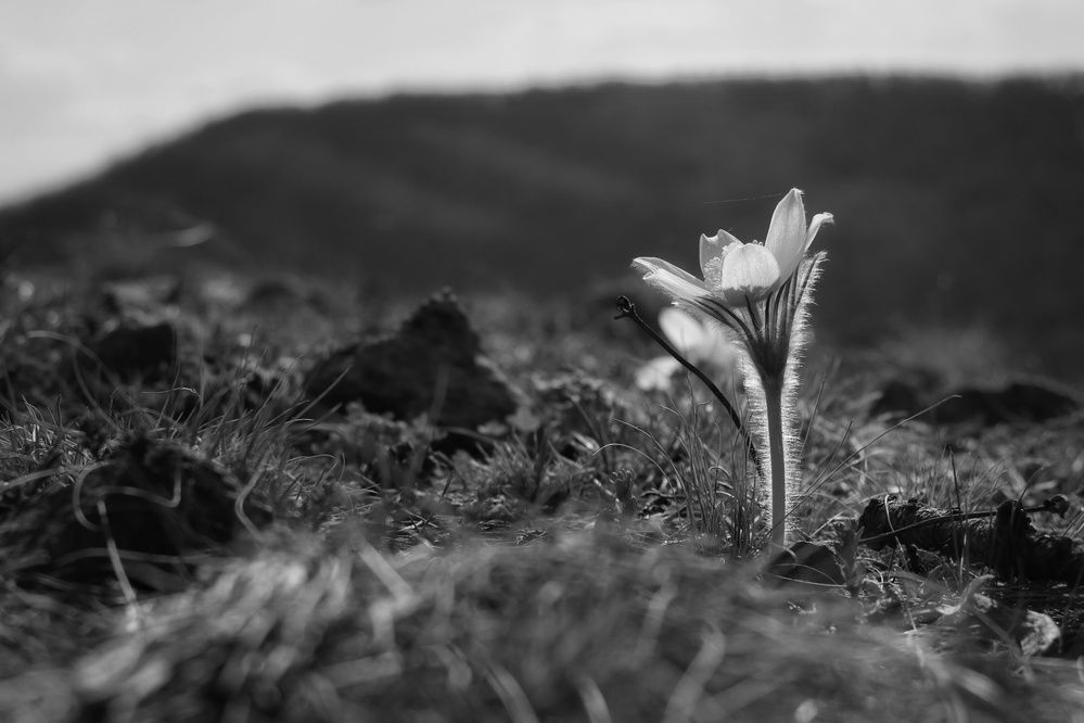 Фотография автора Анатолий Нифантов