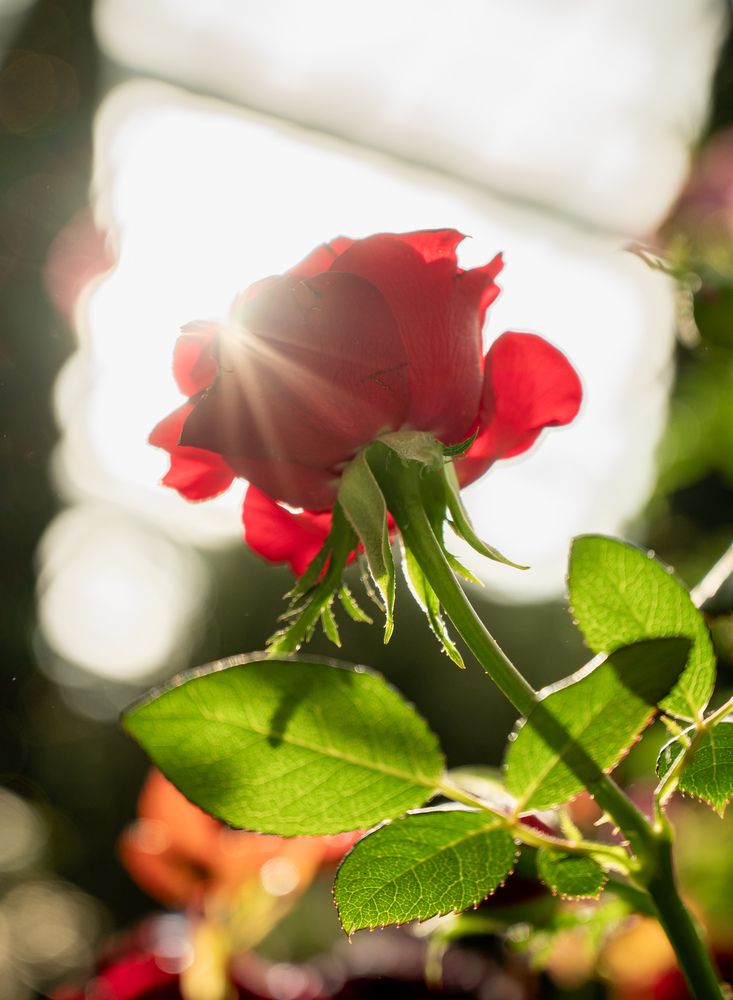 Photograph by Kedar Diwakar Mandakhalikar