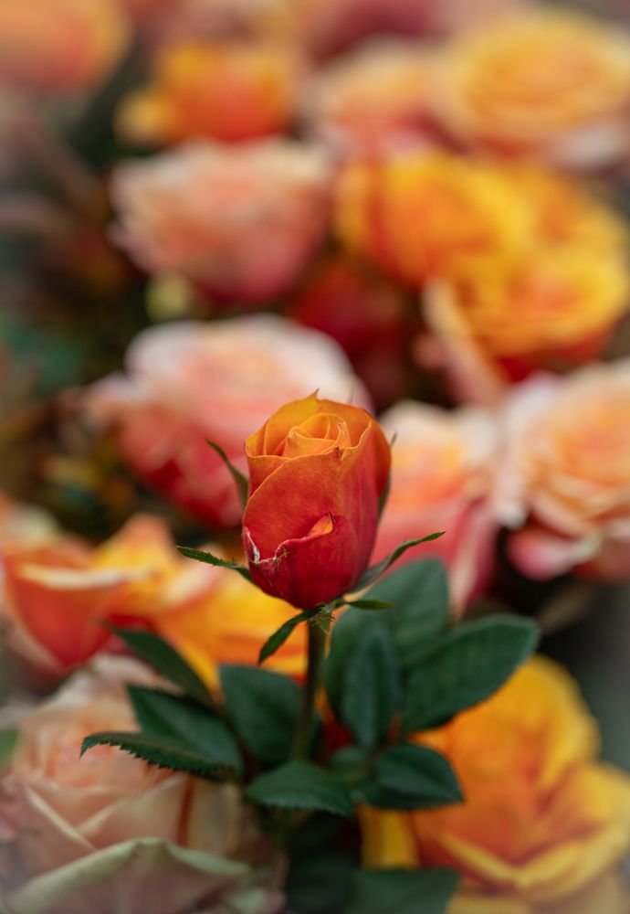 Photograph by Kedar Diwakar Mandakhalikar