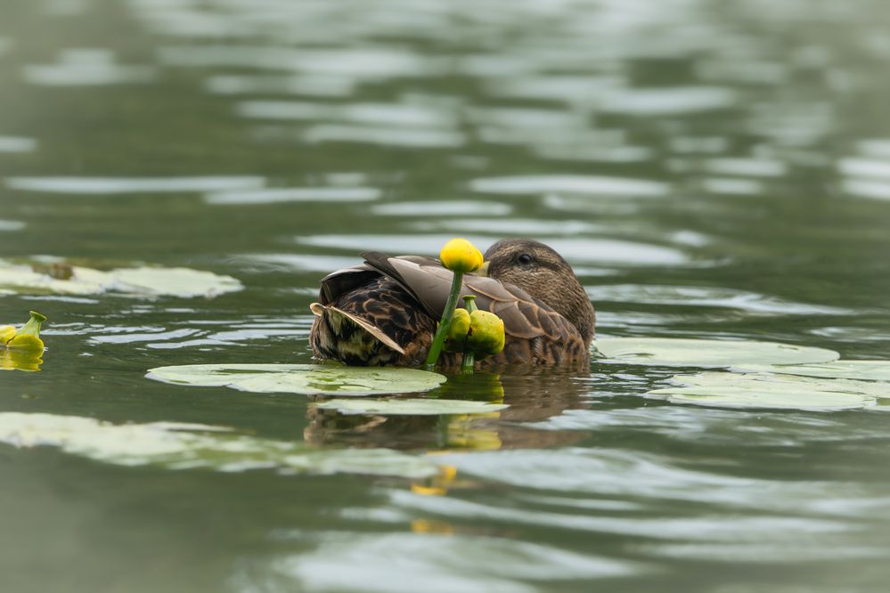 Photograph by Илья Горшенков