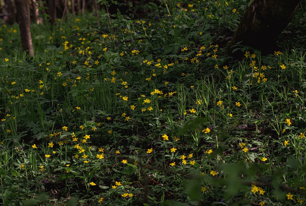 Photograph by Мария Ирешева