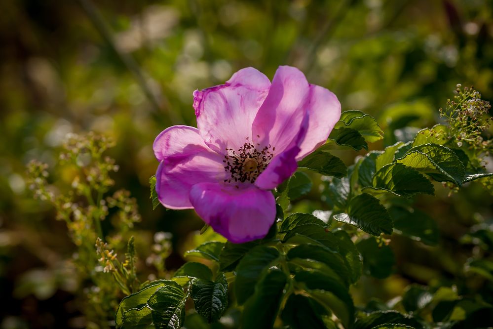 Photograph by Наталия Викторовна