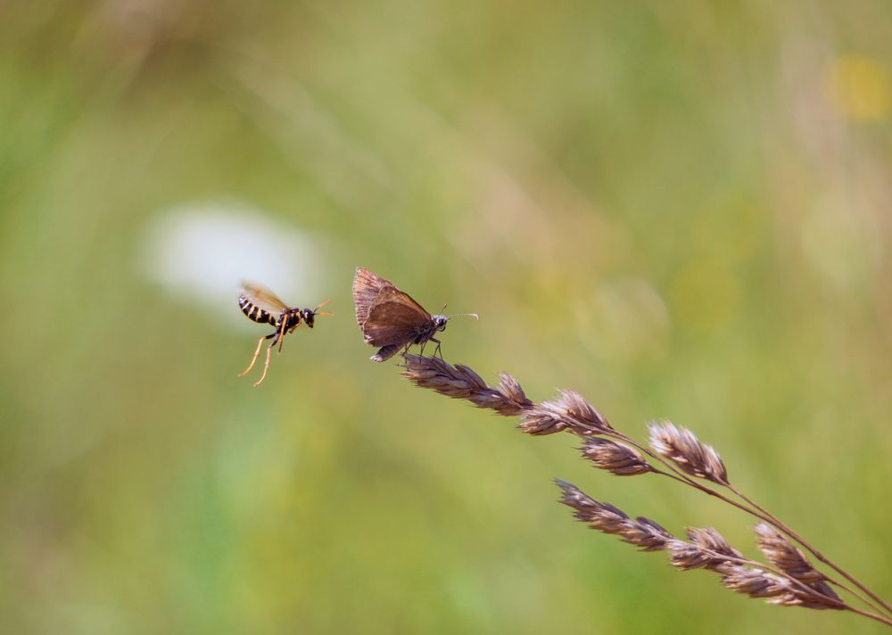 Photograph by Елена