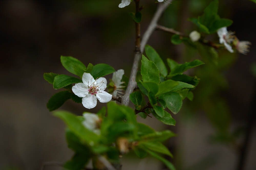 Фотография автора Dana Korolkova