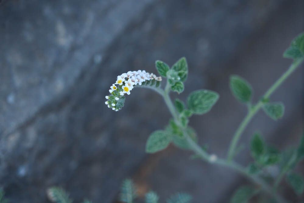 Фотография автора Dana Korolkova