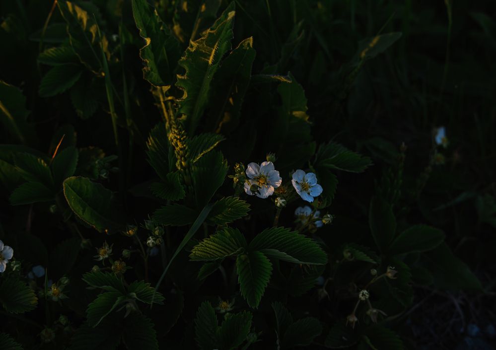 Photograph by Мария Ирешева