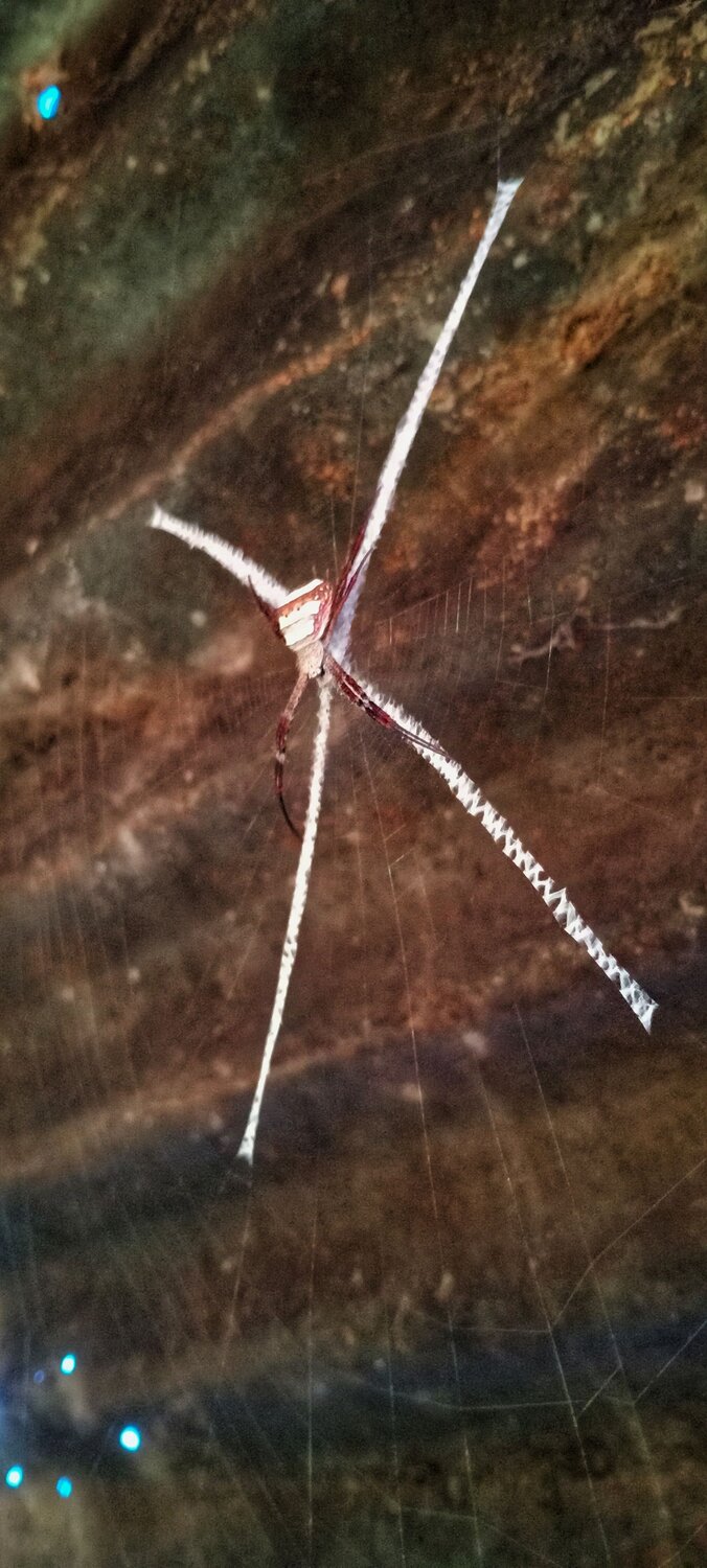 spider weaving a web