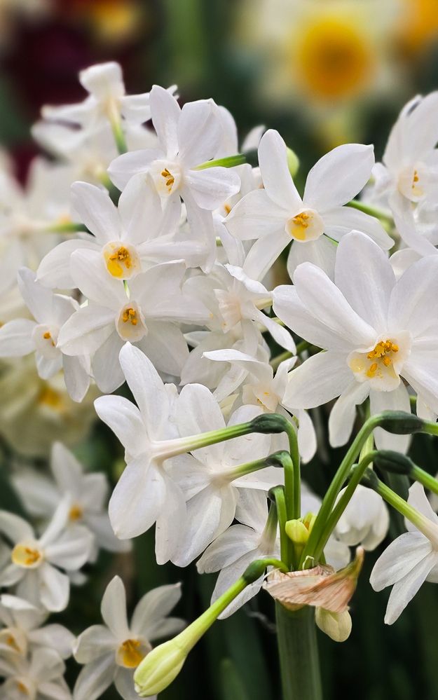 Фотография автора Нина Зинченко